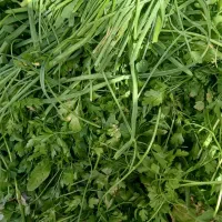 ترش واش باغ چای وسبزی خورد شده|حراج|لنگرود, |دیوار