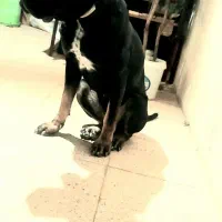 ماده سگ کن کورسو|سگ|ملایر, |دیوار