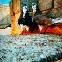 کفتر کبوتر کفتر