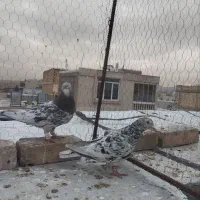 کبوتر  قیمت مناسب  فقط تماس