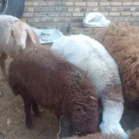 بره پرواری زیر فی شکار|حیوانات مزرعه|تربت جام, یحیی آباد|دیوار