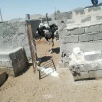 جوجه شتر مرغ