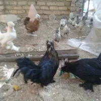 فروش دو جفت سلطان|حیوانات مزرعه|ری, شهید بهشتی|دیوار