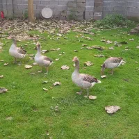 فروش ۴ عدد غاز تخم گذار ۴ میلیون ۵۰۰ هزار تومان|حیوانات مزرعه|خمام, |دیوار