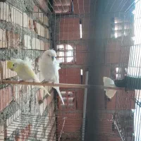 مرغ عشق پروانه ای