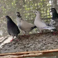 چهارتا کفتر پرشی