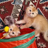 زیباترین گربه های اصیل و تربیت شده|گربه|اهواز, زیتون کارمندی|دیوار