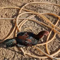 خروس لاری معاوضه با مرغ تخمگذار