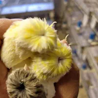 قناری گلاستر موزاییکی اوپال فائو|پرنده|تهران, هفت حوض|دیوار