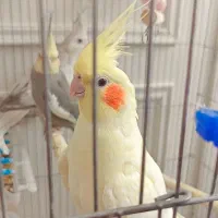 عروس هلندی کاملا خانگی صحیح وسالم