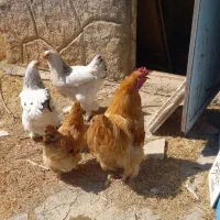 تخم مرغ برهما|حیوانات مزرعه|کرمانشاه, |دیوار