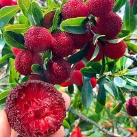 انجیر نهال کیوی توت موز گلابی اناناس نهال