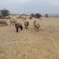 ۶۰ راس شیشک و میش دورگ بختیاری بره دار|حیوانات مزرعه|کازرون, |دیوار