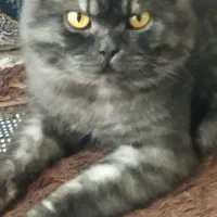 گربه ماده بلواسکاتیش براجفت گیری