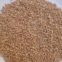 گندم نونی