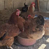 مرغ و خروس محلی