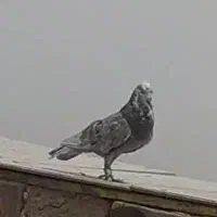 سار سرخ