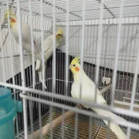 عروس هلندی مولد لوتینو . دوکت آلبینو