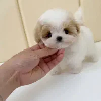 هاپو کاراملی پودلی|سگ|قزوین, |دیوار