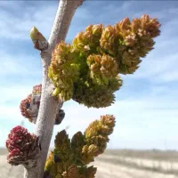 گل نر پسته مخصوص گرده افشانی مصنوعی