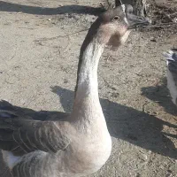 غاز نر|حیوانات مزرعه|ارومیه, |دیوار