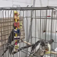 عروس هلندی جفت تخم گذار همراه چهار تا جوجه