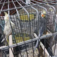 یه جفت عروس هلندی با قفس بزرگ چوبی|پرنده|بابل, |دیوار