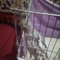 عروس هلندی|پرنده|فیروزآباد (فارس), |دیوار