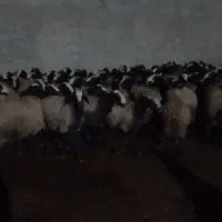 میش های بسیار درشت و وزن بالا و دوقلوزاء شال