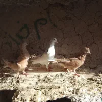 کفتر