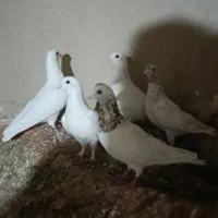 کبوترپلاکی