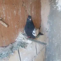 سینه سیاه نر