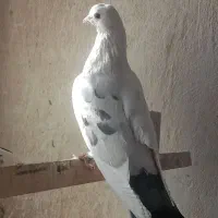 ۸ تا حیون|پرنده|تهران, مشیریه|دیوار