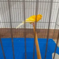 تعدادی قناری پرتقالی و لیمویی|پرنده|رشت, دیانتی|دیوار