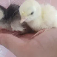 جوجه بوقلمون اصلاح نژاد