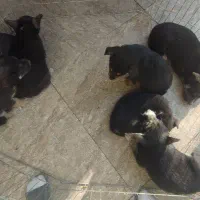 توله سگ های بامزه و باهوش