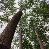 فروش درخت صنوبر(تبریزی)