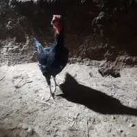 مرغ لاری|حیوانات مزرعه|تایباد, |دیوار