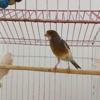 قناری ماده