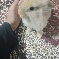 سلام یک خرگوش داریم به فروش می‌رسه