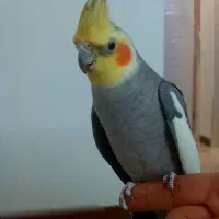 عروس هلندی نر|پرنده|اراک, |دیوار