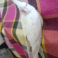 تعدادی عروس هلندی