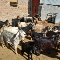 بز کهره دار|حیوانات مزرعه|مرودشت, محمد آباد|دیوار