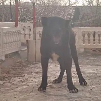 سگ سرابی|سگ|مبارکه, |دیوار