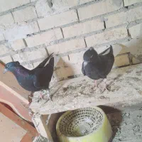 جفت دم سفید|پرنده|رامشیر, |دیوار