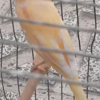 قناری نرو ماده