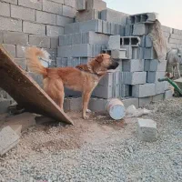 سگ نگه بان|سگ|جوادآباد, |دیوار