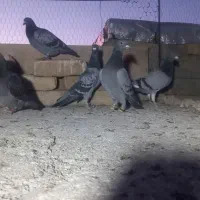 قناری مست وکفتر آلمانی