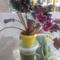 بنفشه آفریقایی|گل و گیاه طبیعی|شهریار, شهرک شاهد|دیوار