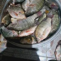 ماهی شانگ